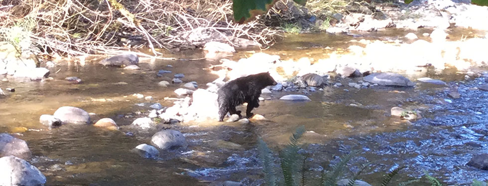 Bear in the Raging River near the Quarry property