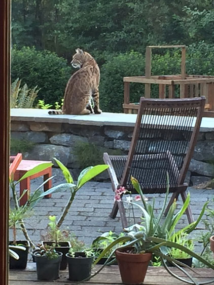 Bobcat on neighbors porch  near the Quarry property