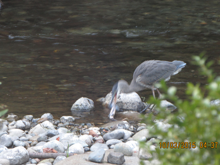 Heron in the Raging River near the Quarry property